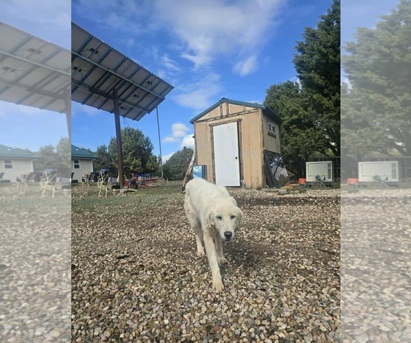 Medium Photo #3 Great Pyrenees Puppy For Sale in Bountiful, UT, USA