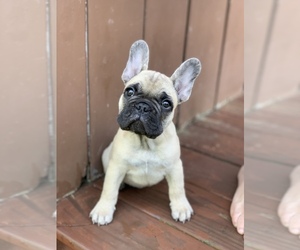 French Bulldog Puppy for sale in COVINGTON, LA, USA