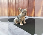 Small Photo #12 French Bulldog Puppy For Sale in OCEANSIDE, CA, USA