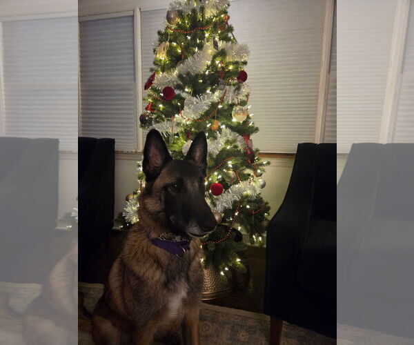 Medium Photo #1 Mutt Puppy For Sale in Stevens Point, WI, USA