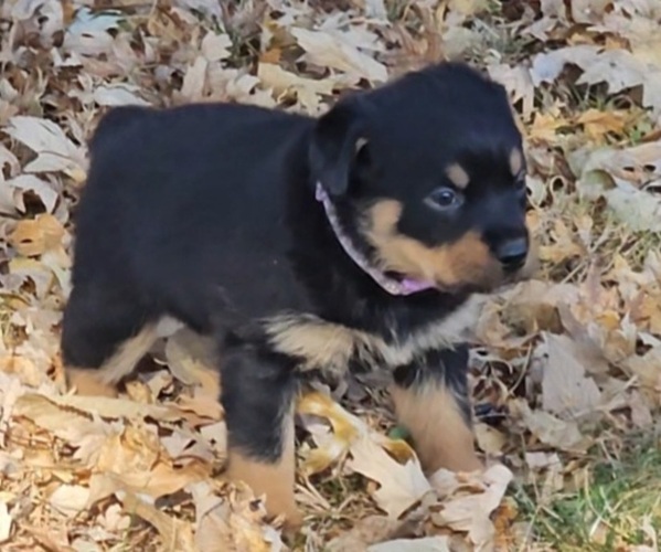 Medium Photo #1 Rottweiler Puppy For Sale in WAVERLY, MO, USA
