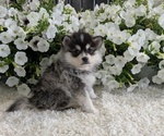 Small #3 Pomsky