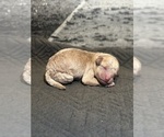 Puppy AKC Bliss Poodle (Toy)