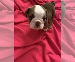 Small Photo #3 Bulldog Puppy For Sale in SPRING HILL, FL, USA