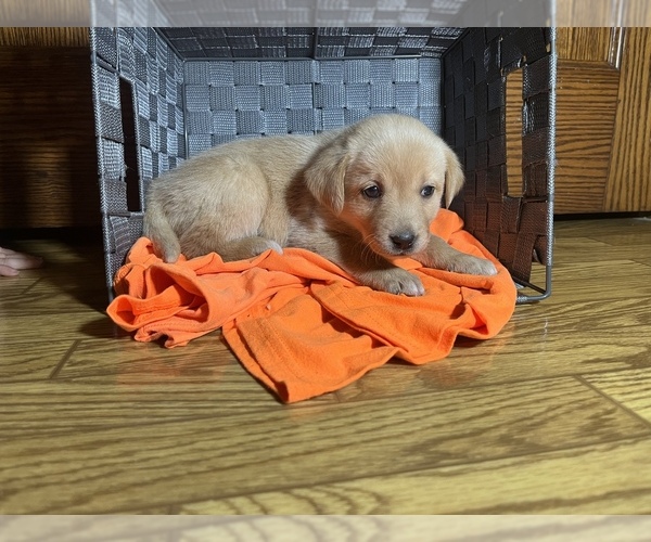 Medium Photo #10 Labrador Retriever Puppy For Sale in CADWELL, IL, USA