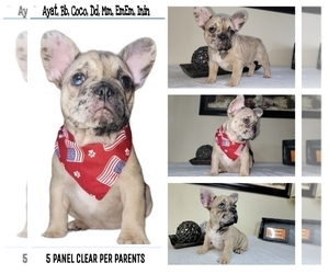 French Bulldog Puppy for sale in BAYTOWN, TX, USA