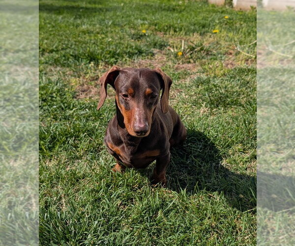 Medium Photo #5 Dachshund Puppy For Sale in Shelbyville, TN, USA