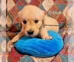 Small #7 English Cream Golden Retriever