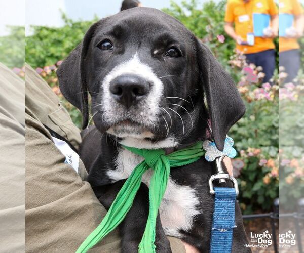 Medium Photo #10 Labrador Retriever-Unknown Mix Puppy For Sale in Washington, DC, USA