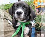 Small #9 Labrador Retriever Mix