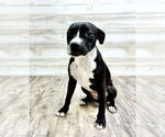 Small Photo #1 American Pit Bull Terrier Puppy For Sale in Murfreesboro, NC, USA