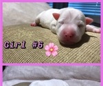 Small Photo #1 Jack Russell Terrier Puppy For Sale in COLTON, CA, USA