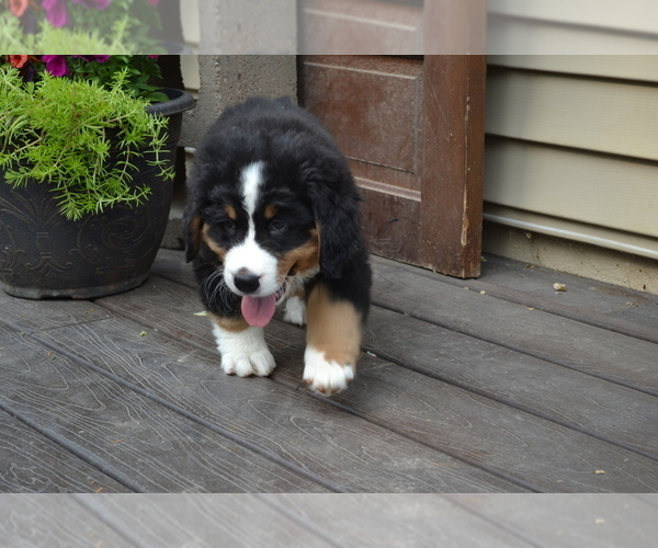 Medium Photo #3 Bernese Mountain Dog Puppy For Sale in GREENWOOD, WI, USA