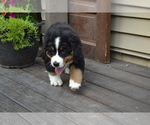 Small #1 Bernese Mountain Dog