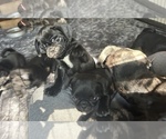Small Photo #24 Frenchie Pug Puppy For Sale in BLOOMINGTON, IL, USA