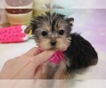 Small Photo #3 Morkie Puppy For Sale in LAS VEGAS, NV, USA