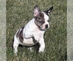 Small Photo #2 Faux Frenchbo Bulldog Puppy For Sale in EAST EARL, PA, USA