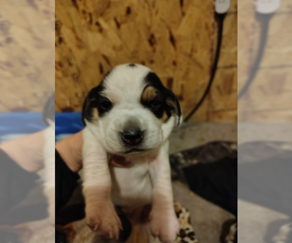 Medium Photo #7 Beagle Puppy For Sale in BOWLING GREEN, MO, USA