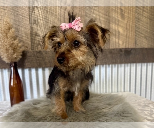 Medium Photo #3 Yorkshire Terrier Puppy For Sale in NAPPANEE, IN, USA
