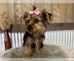 Small #2 Yorkshire Terrier