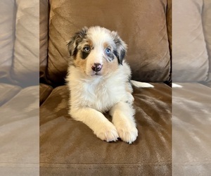 Australian Shepherd Puppy for sale in HILLSBORO, WI, USA