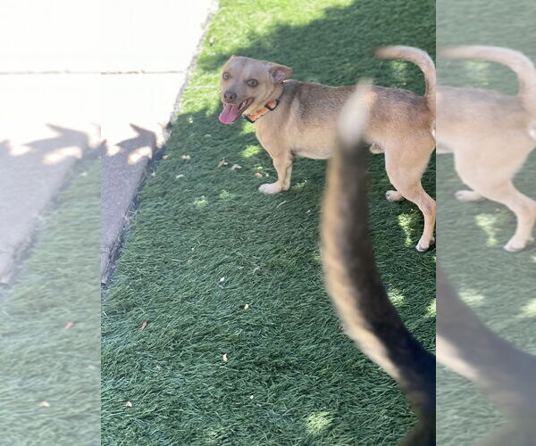 Medium Photo #3 Chihuahua Puppy For Sale in Dana Point, CA, USA