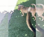 Small #2 Chihuahua