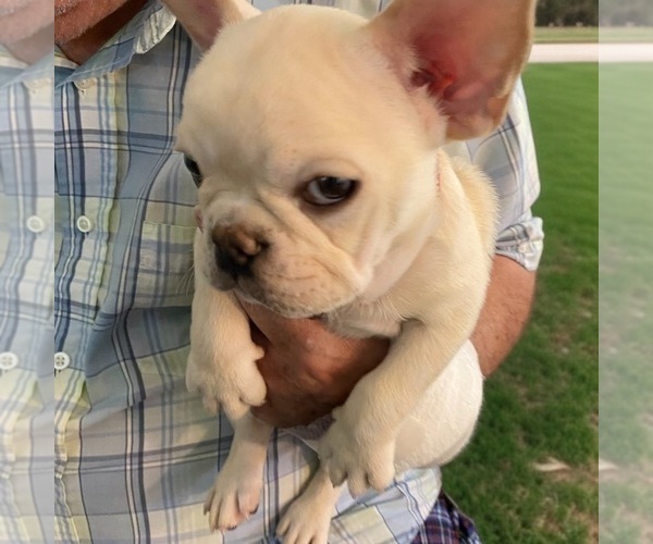 Medium Photo #3 French Bulldog Puppy For Sale in WOODRUFF, SC, USA