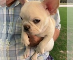 Small Photo #3 French Bulldog Puppy For Sale in WOODRUFF, SC, USA