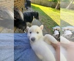 Small Photo #1 Border Collie-Siberian Husky Mix Puppy For Sale in GOOSE CREEK, SC, USA