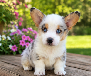 Pembroke Welsh Corgi Puppy for sale in MILTON, WI, USA