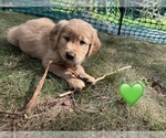 Litter of 10 - Male(s) and Female(s) Golden RetrieverLitter of Puppies for Sale - Photo #3