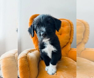 Mutt Dogs for adoption in Oak Bluffs, MA, USA