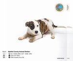 Small Photo #1 American Bulldog-Unknown Mix Puppy For Sale in Mobile, AL, USA