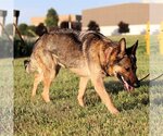 Small #4 German Shepherd Dog