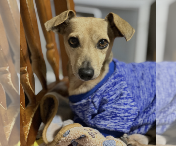 Medium Photo #1 Dachshund-Unknown Mix Puppy For Sale in Weston, FL, USA