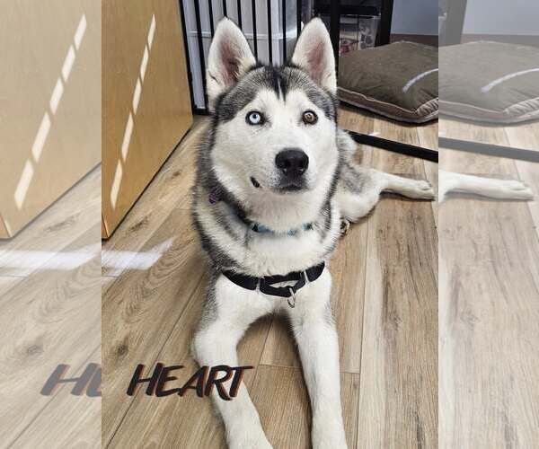 Medium Photo #2 Siberian Husky Puppy For Sale in Severn, MD, USA