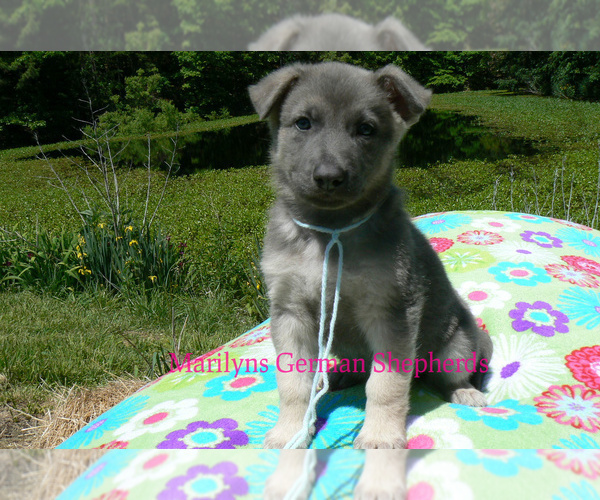 Medium Photo #4 German Shepherd Dog Puppy For Sale in PIEDMONT, MO, USA