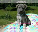 Small #3 German Shepherd Dog