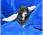 Small Photo #7 Sheepadoodle Puppy For Sale in GROVESPRING, MO, USA
