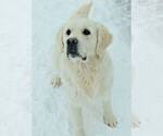 Small Photo #31 Labrador Retriever Puppy For Sale in FOUNTAIN, CO, USA