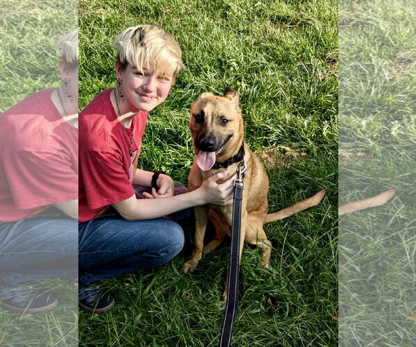 Medium Photo #8 Mutt Puppy For Sale in Omaha, NE, USA