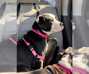 Maxie - Female American Staffordshire Terrier-Boxer Mix Dog for Adoption - Photo #4