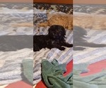 Small Photo #3 Havanese-Poogle Mix Puppy For Sale in AMADO, AZ, USA