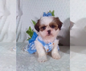 Shih Tzu Puppy for Sale in SUGARCREEK, Ohio USA
