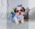 Small Shih Tzu