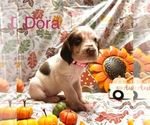 Puppy Dora Bloodhound