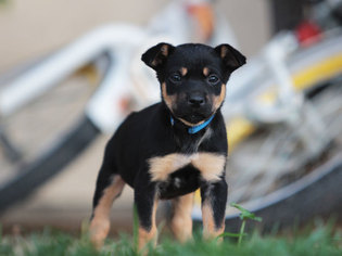 Australian Kelpie Puppy for sale in CHICO, CA, USA
