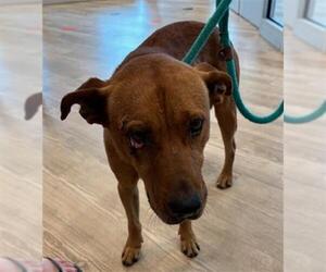 Labrador Retriever-Unknown Mix Dogs for adoption in Pearland, TX, USA