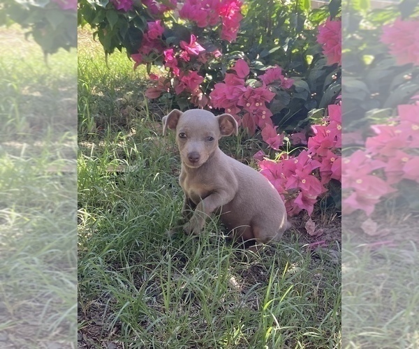 Medium Photo #3 Chihuahua Puppy For Sale in ARANSAS PASS, TX, USA
